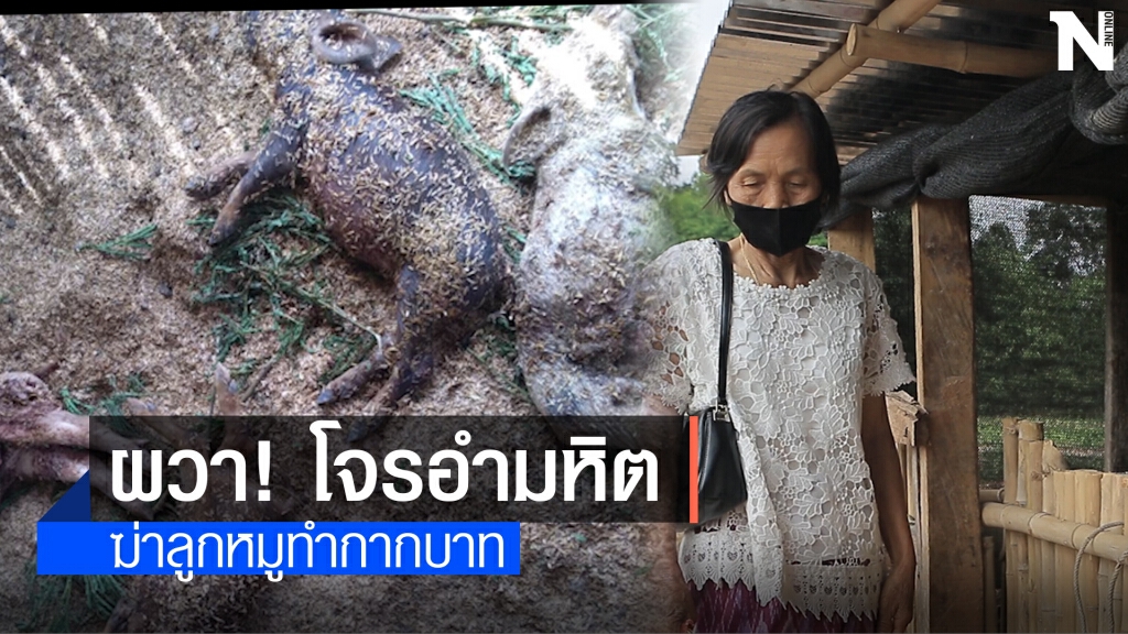 ชาวบ้านผวา ลูกหมู 4 ตัวถูกฆ่าทำเครื่องหมายกากบาท