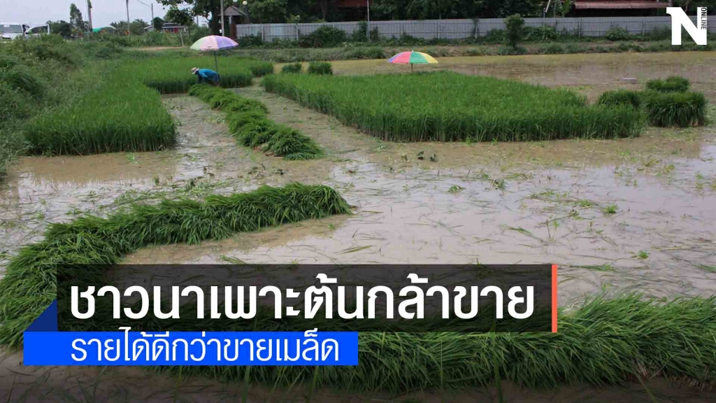 เกษตรกรเพาะพันธุ์ต้นกล้าขายรายได้งามดีกว่าขายเมล็ดข้าวเปลือก