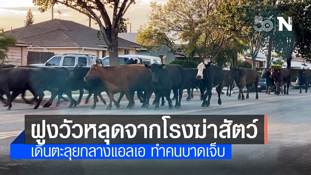 ฝูงวัวหลุดจากโรงฆ่าสัตว์ เดินตะลุยแอลเอ