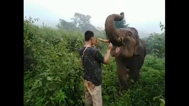 "ช้างธันวา"เขียนรูปประมูล-หาเงินช่วย"พลายดัมโบ้"