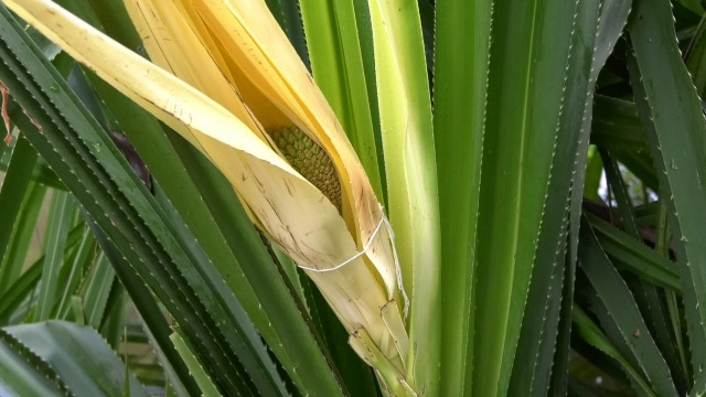ฮือฮา! ชาวบ้านแห่ขอเลขเด็ดปราสาทที่เก่าที่สุดในไทย