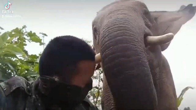 "ช้างธันวา"เขียนรูปประมูล-หาเงินช่วย"พลายดัมโบ้"