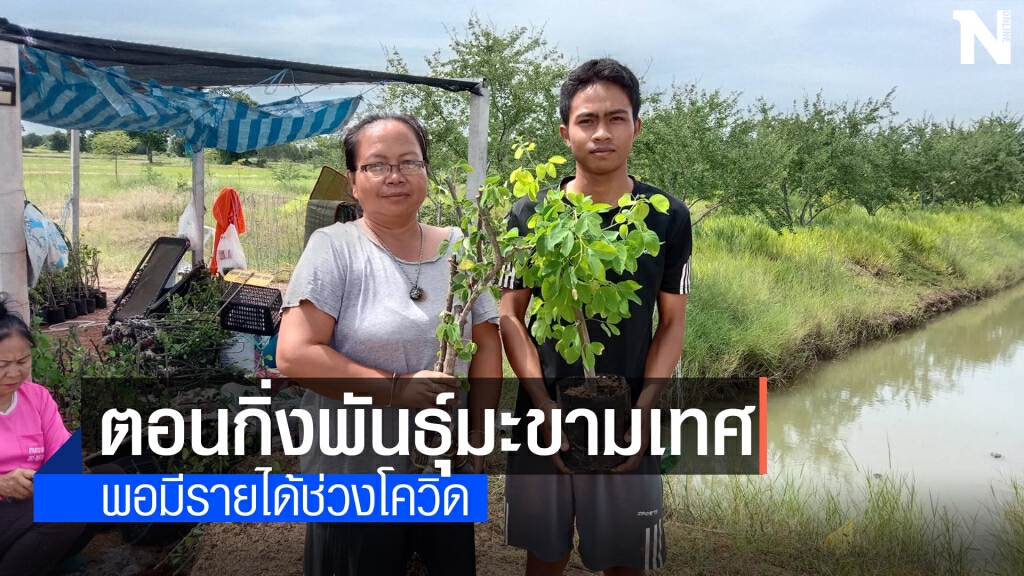 ชาวสวนโคราช โดนพิษโควิด เร่งตอนกิ่งมะขามเทศส่งขาย ชาวสวนโคราช โดนพิษโควิด เร่งตอนกิ่งมะขามเทศส่งขาย