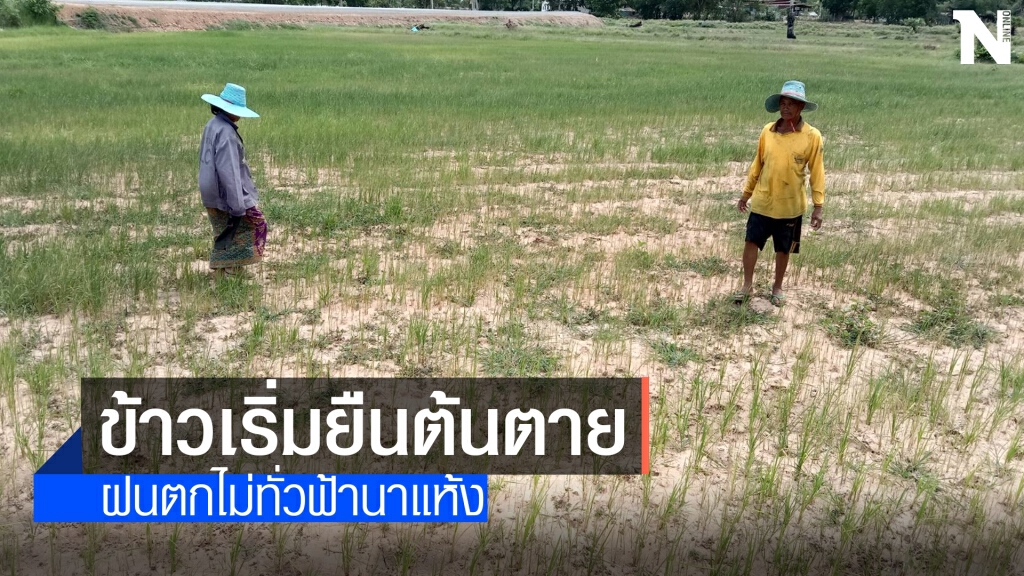 ระทมหนัก ชาวนาโคราชเจอฝนทิ้งช่วงนานข้าวนาปียืนต้นตาย ระทมหนัก ชาวนาโคราชเจอฝนทิ้งช่วงนานข้าวนาปียืนต้นตาย