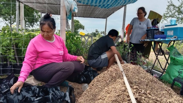 ชาวสวนโคราช โดนพิษโควิด เร่งตอนกิ่งมะขามเทศส่งขาย