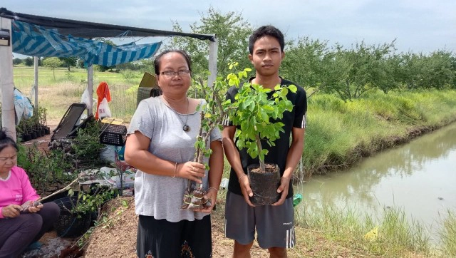 ชาวสวนโคราช โดนพิษโควิด เร่งตอนกิ่งมะขามเทศส่งขาย