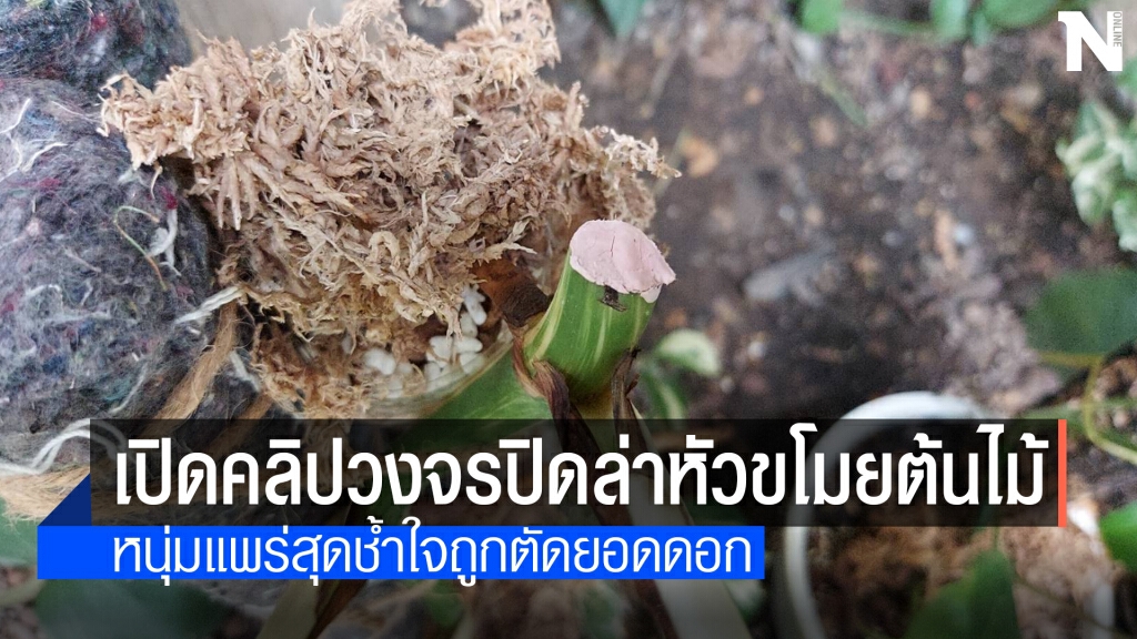 ประกาศล่าหัวขโมยขับเก๋งขโมยต้นไม้มูลค่าหลักแสน