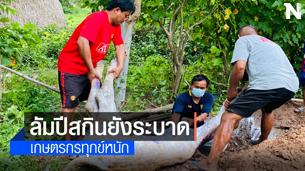 ทุกข์เกษตรกร ลัมปีสกินยังระบาดต่อเนื่อง