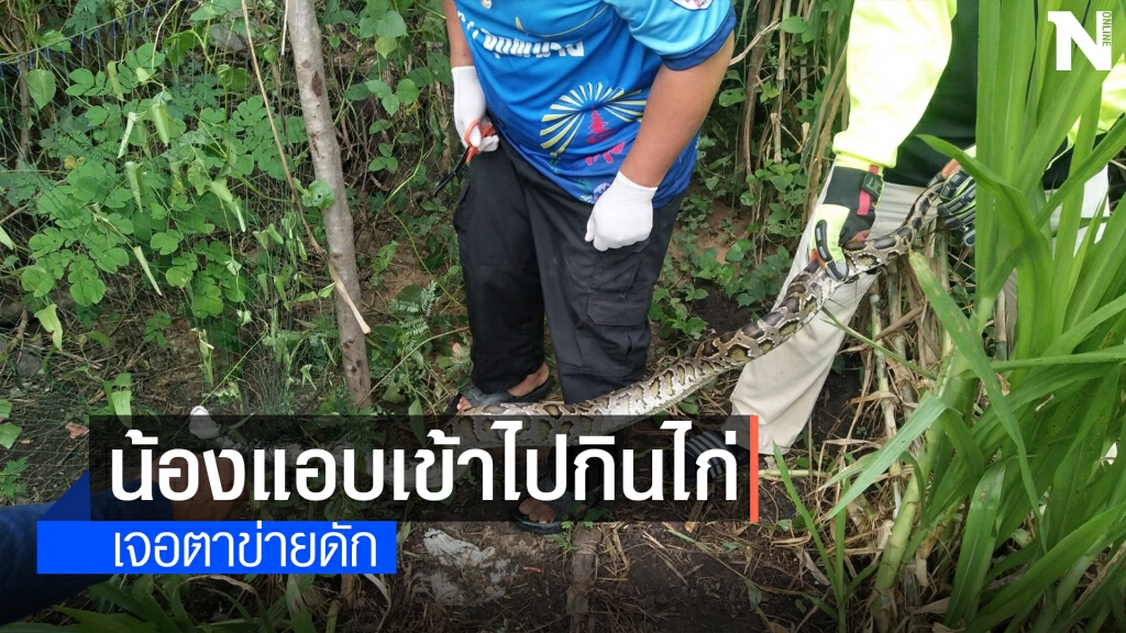กู้ภัยพิมายเร่งช่วยชีวิตเจ้างูเหลือมขนาดใหญ่ติดตาข่าย