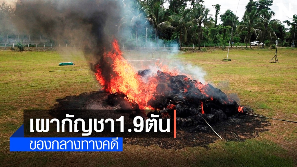 เผาทำลายกัญชาของกลางอีก 1.9  ตัน