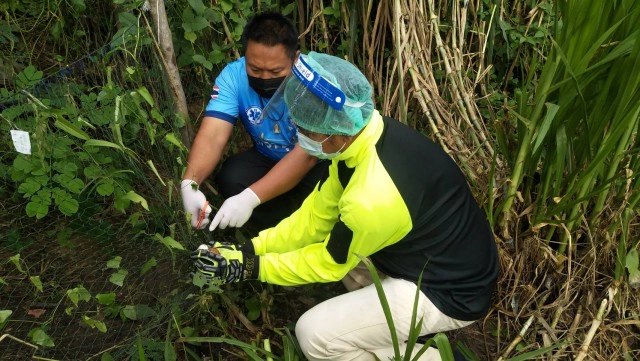 กู้ภัยพิมายเร่งช่วยชีวิตเจ้างูเหลือมขนาดใหญ่ติดตาข่าย