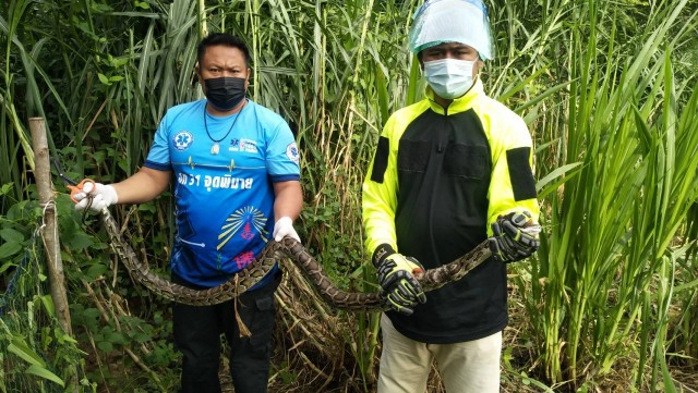 กู้ภัยพิมายเร่งช่วยชีวิตเจ้างูเหลือมขนาดใหญ่ติดตาข่าย