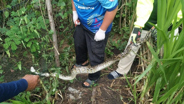 กู้ภัยพิมายเร่งช่วยชีวิตเจ้างูเหลือมขนาดใหญ่ติดตาข่าย