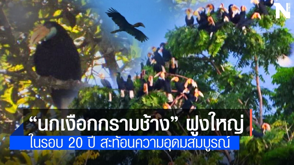 พบ "นกเงือกกรามช้างปากเรียบ" ฝูงใหญ่ในรอบ 20 ปี พบ "นกเงือกกรามช้างปากเรียบ" ฝูงใหญ่ในรอบ 20 ปี