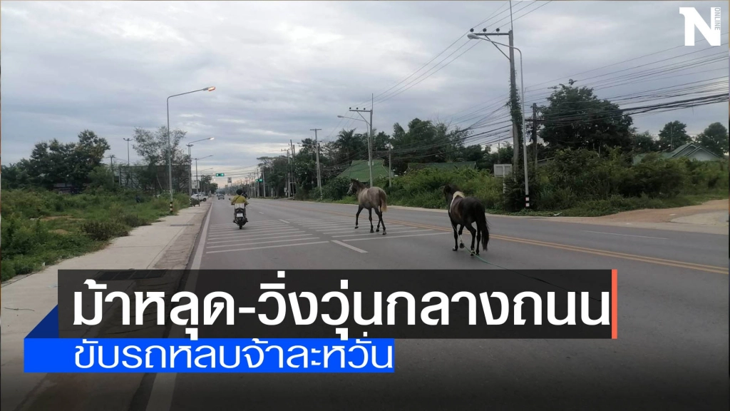 "ม้า"หลุดวิ่งวุ่นกลางถนน