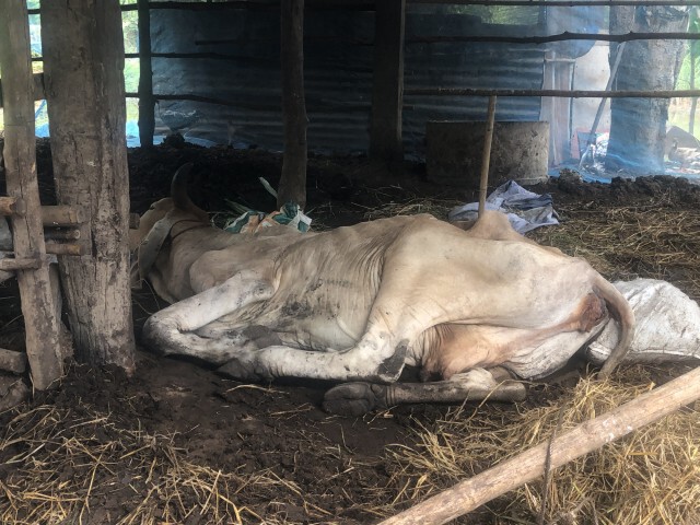 ลัมปีสกินระบาดไม่หยุด ชาวบ้านหมดทางออกต้องพึ่งหมอดู