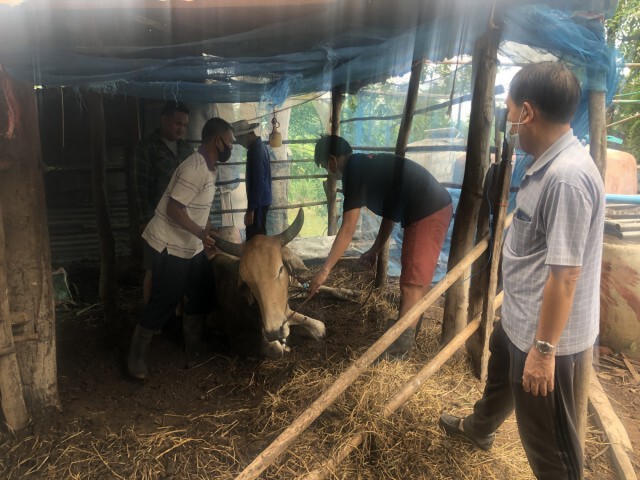 ลัมปีสกินระบาดไม่หยุด ชาวบ้านหมดทางออกต้องพึ่งหมอดู