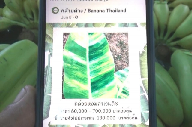 ฮือฮา!ขายหน่อกล้วยด่าง7หมื่นบาท
