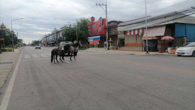 "ม้า"หลุดวิ่งวุ่นกลางถนน