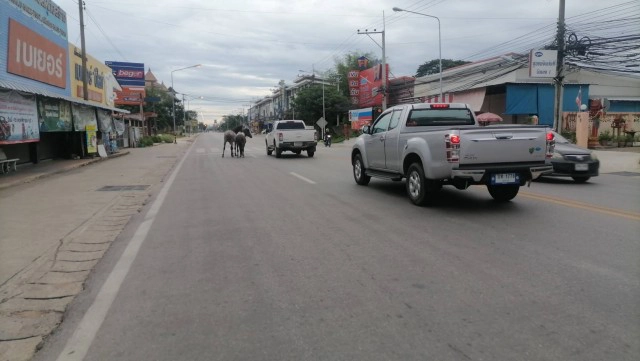 "ม้า"หลุดวิ่งวุ่นกลางถนน