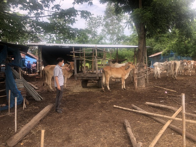 ลัมปีสกินระบาดไม่หยุด ชาวบ้านหมดทางออกต้องพึ่งหมอดู