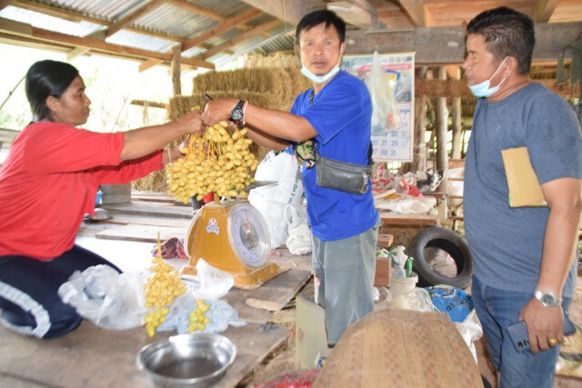 พลิกฟื้นผืนนา 1 ไร่ ปลูกอินทผลัมขายกิโลกรัม 200