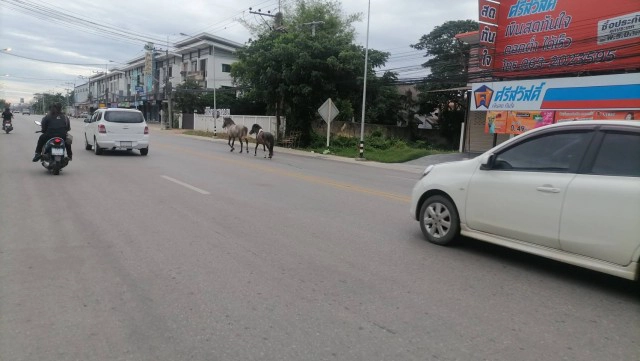 "ม้า"หลุดวิ่งวุ่นกลางถนน