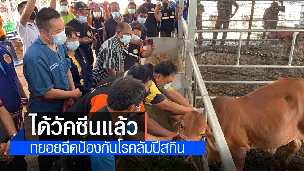 ได้วัคซีนทยอยฉีดป้องกันลัมปีสกิน รอเยียวยาวัวตาย