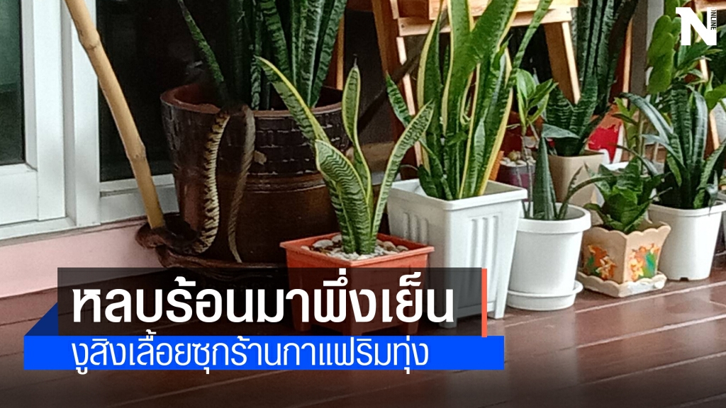 ลูกค้ากระเจิง งูสิงขนาดใหญ่บุกร้านกาแฟสด ลูกค้ากระเจิง งูสิงขนาดใหญ่บุกร้านกาแฟสด
