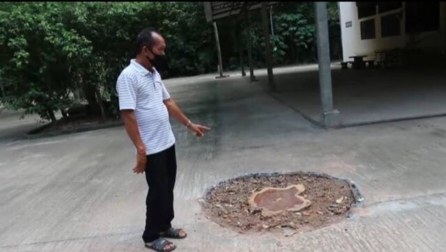 ชาวบ้านขอให้ตรวจสอบ ตัดไม้พะยูงในวัดไม่เป็นไปตามประชาคม