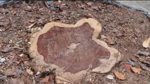 ชาวบ้านขอให้ตรวจสอบ ตัดไม้พะยูงในวัดไม่เป็นไปตามประชาคม