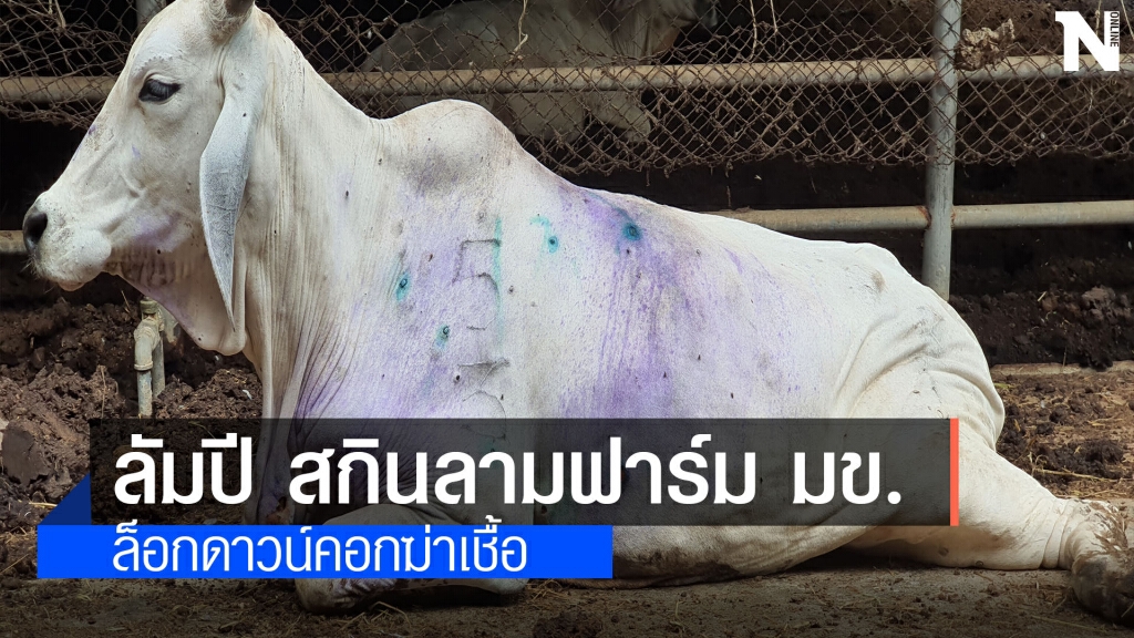 ลัมปี สกินลามฟาร์มสาธิต มข. พบติดเชื้อแล้ว 23 ตัว