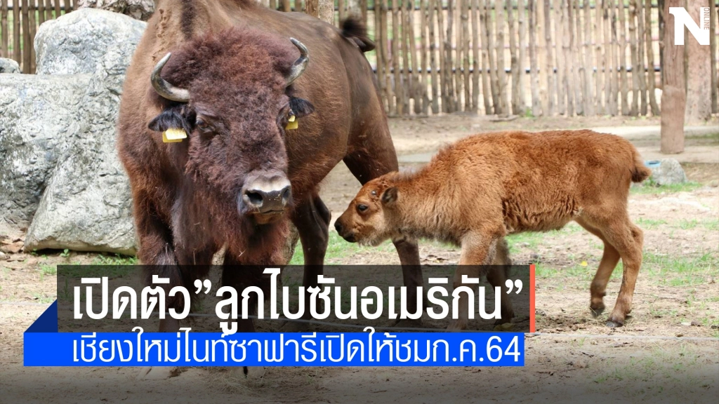 อวดโฉม"ลูกไบซันอเมริกัน" หนึ่งเดียวในเมืองไทย