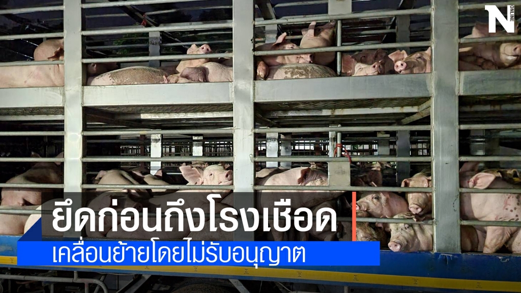 สกัดสุกรเถื่อน 120 ตัว ขนข้ามจังหวัดไม่มีใบอนุญาต สกัดสุกรเถื่อน 120 ตัว ขนข้ามจังหวัดไม่มีใบอนุญาต