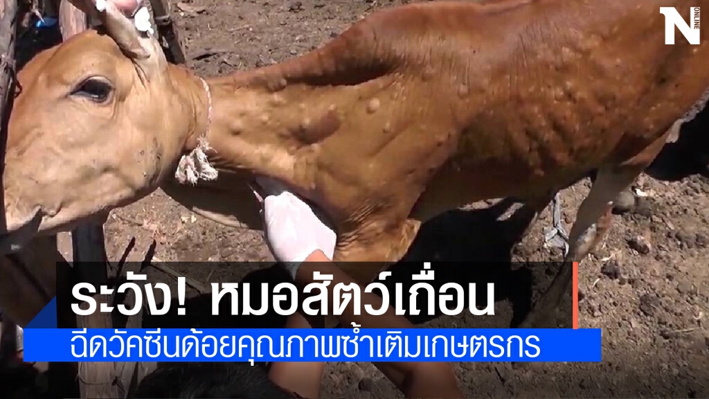 เตือน ! ระวังหมอเถื่อนฉีดวัคซีนลัมปีสกินราคาถูก เตือน ! ระวังหมอเถื่อนฉีดวัคซีนลัมปีสกินราคาถูก