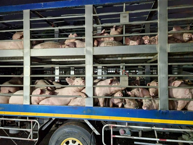 สกัดสุกรเถื่อน 120 ตัว ขนข้ามจังหวัดไม่มีใบอนุญาต