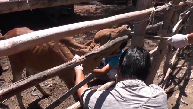 เตือน ! ระวังหมอเถื่อนฉีดวัคซีนลัมปีสกินราคาถูก