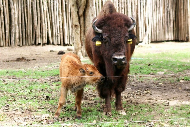 อวดโฉม"ลูกไบซันอเมริกัน" หนึ่งเดียวในเมืองไทย