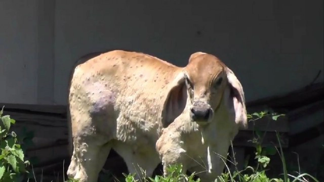 เตือน ! ระวังหมอเถื่อนฉีดวัคซีนลัมปีสกินราคาถูก