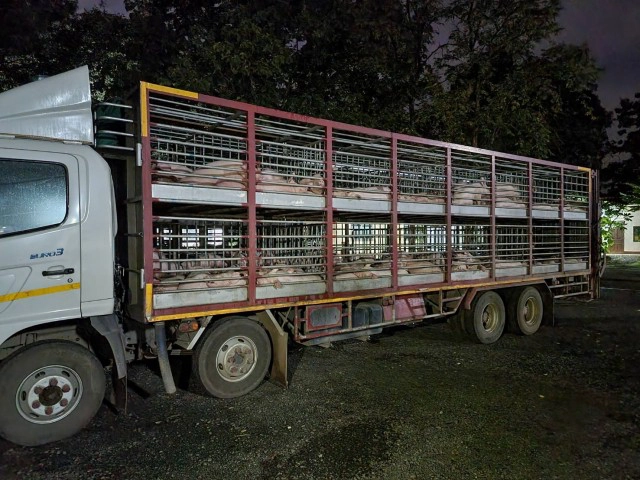 สกัดสุกรเถื่อน 120 ตัว ขนข้ามจังหวัดไม่มีใบอนุญาต