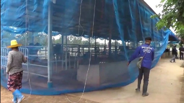 เตือน ! ระวังหมอเถื่อนฉีดวัคซีนลัมปีสกินราคาถูก