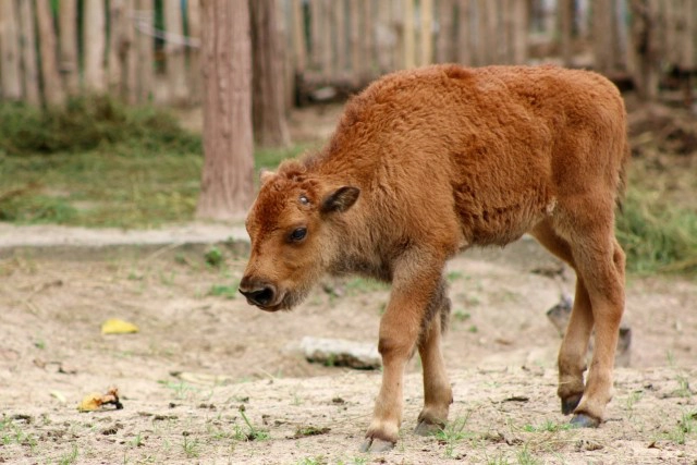 อวดโฉม"ลูกไบซันอเมริกัน" หนึ่งเดียวในเมืองไทย