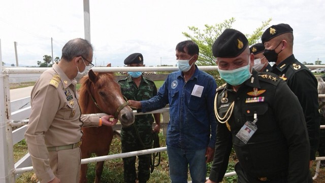 มอบม้าปลดระวาง-หนุนท่องเที่ยวลำปาง