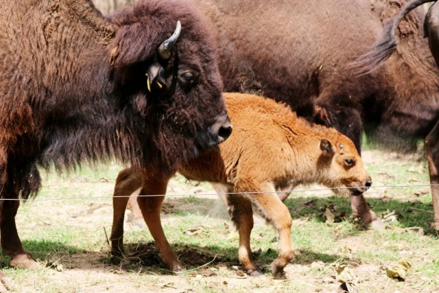 อวดโฉม"ลูกไบซันอเมริกัน" หนึ่งเดียวในเมืองไทย