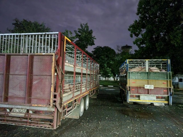 สกัดสุกรเถื่อน 120 ตัว ขนข้ามจังหวัดไม่มีใบอนุญาต