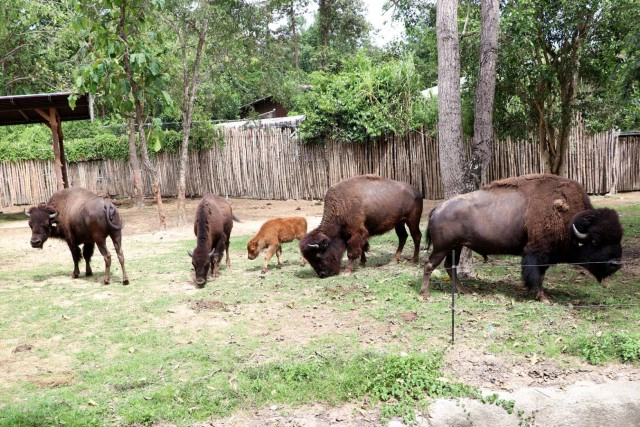 อวดโฉม"ลูกไบซันอเมริกัน" หนึ่งเดียวในเมืองไทย