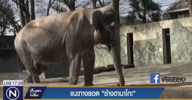 แนะทางรอด "ช้างฮานาโกะ"