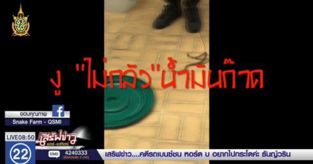 "สถานเสาวภา" ยัน! "งู" ไม่กลัวน้ำมันก๊าด