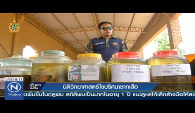 นิติวิทยาศาสตร์ ไขปริศนาซากเสือ ตายตามธรรมชาติหรือไม่