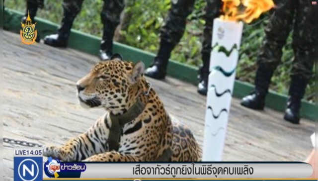 "เสือจากัวร์" ถูกยิงในพิธีจุดคบเพลิงโอลิมปิก